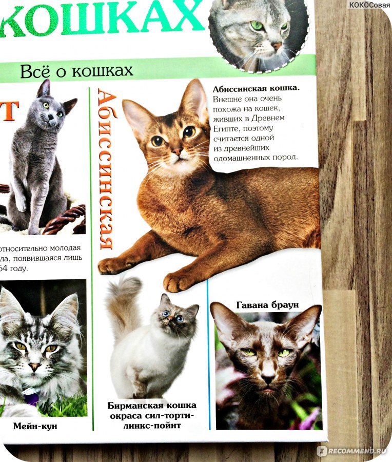 Тонкинская кошка (тонкинез): описание породы, характер, отзывы (с фото и видео)