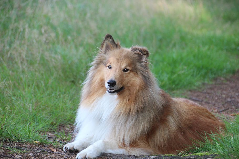 Шелти: описание породы, характер собаки и щенка, фото, цена