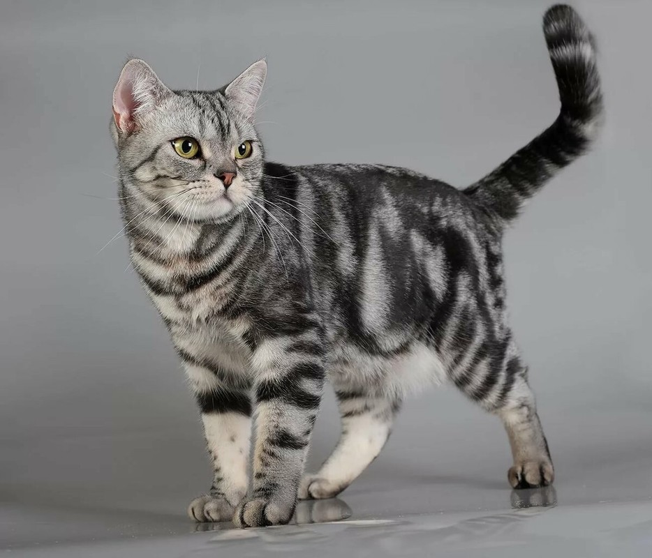 Американская короткошерстная кошка: фото, описание породы, цена
