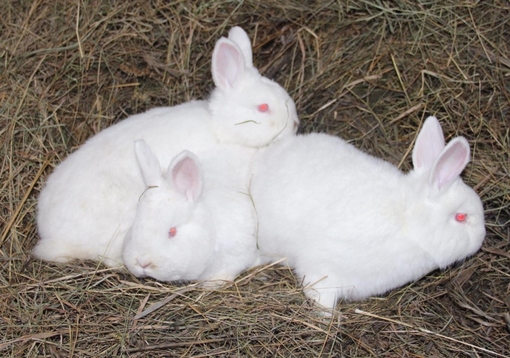 Новозеландский белые и красные кролики: история, внешний вид