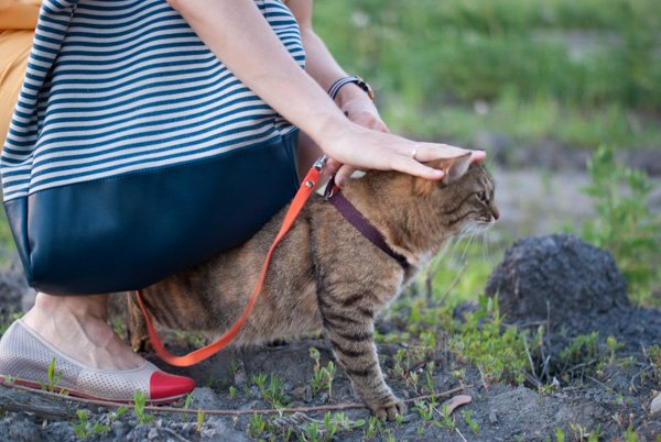 Шлейка для кошки и кота: как выбрать, правильно надеть и приучить | фото