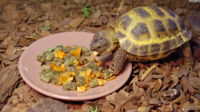 Чем кормить черепаху – правильный рацион, советы