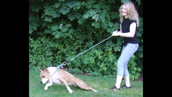 Приучаем взрослую собаку к поводку: подробная инструкция