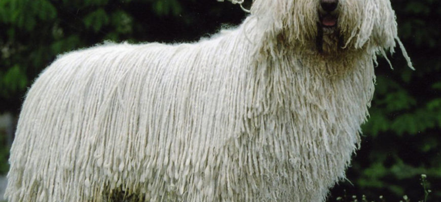 Порода командор (комондор): венгерская сторожевая овчарка