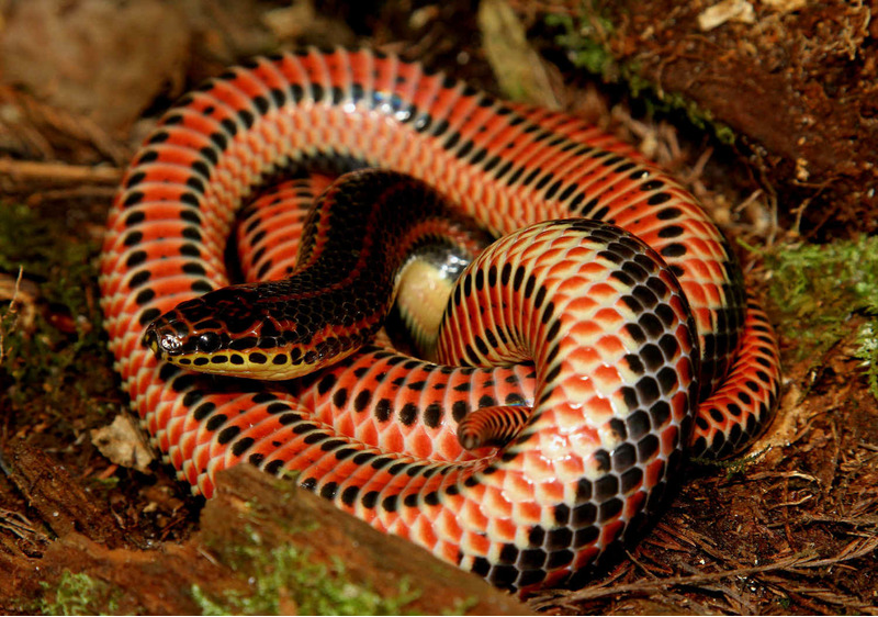 Гадюка – самая опасная змея наших широт