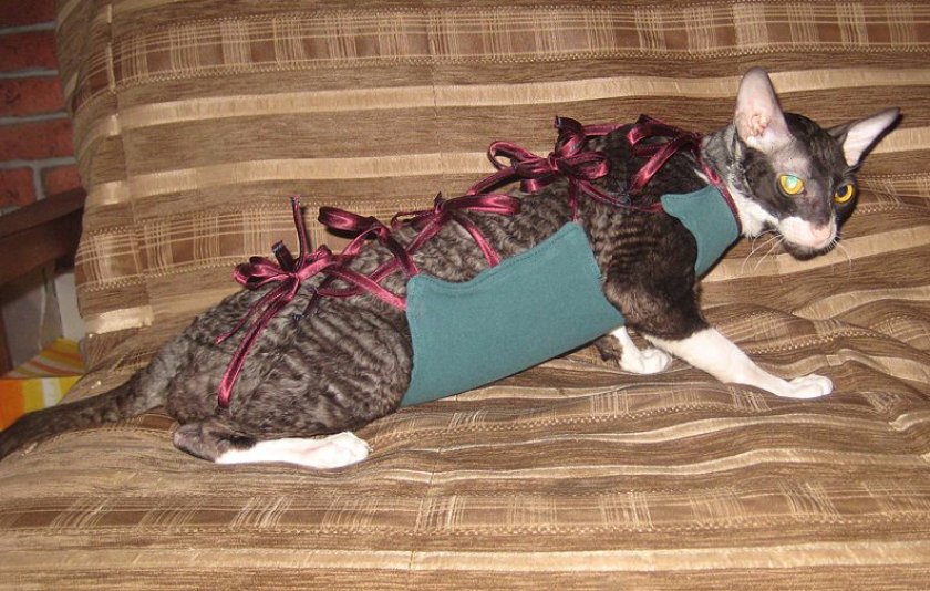 Лучшие выкройки одежды для кошек и котов + инструкции по пошиву своими руками