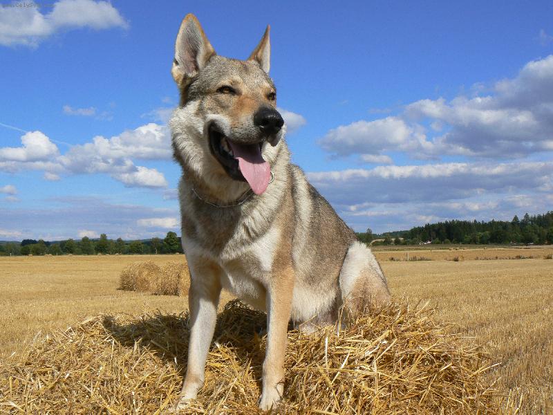 Чехословацкий влчак: фото, описание, характер, содержание, отзывы