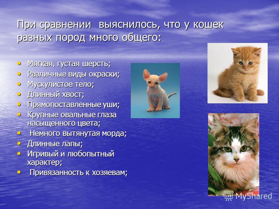 10 новых пород кошек с названием, описанием, характером, ценой: инструкция +фото и видео