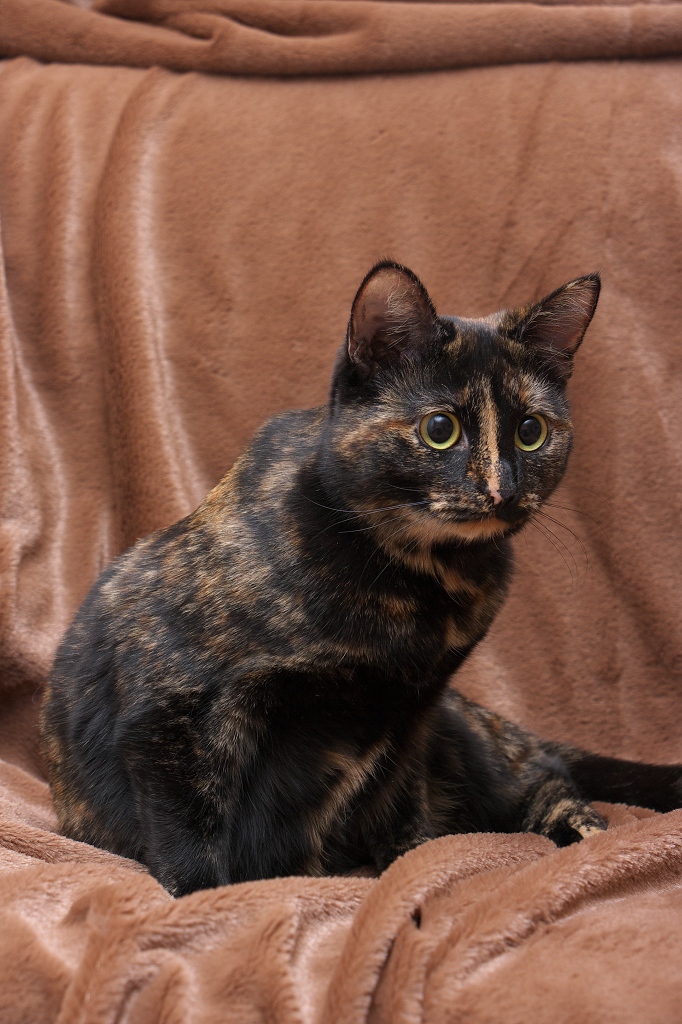 Окрасы британских кошек (36 фото): особенности британцев черепаховой расцветки, дымчатых и шоколадного цвета