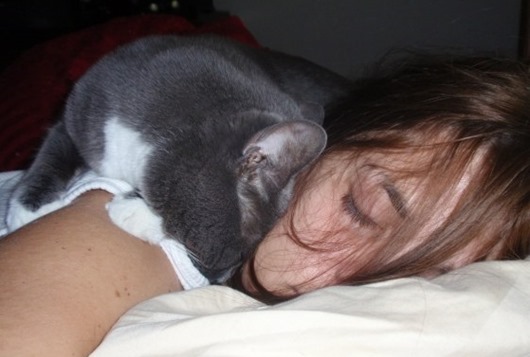 Сколько часов в сутки спят кошки и коты