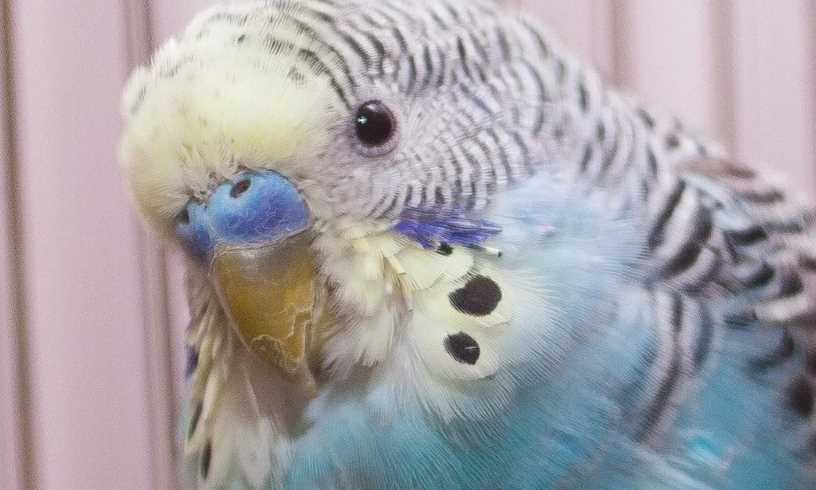Клещ волнистого попугая: причины, симптомы, фото