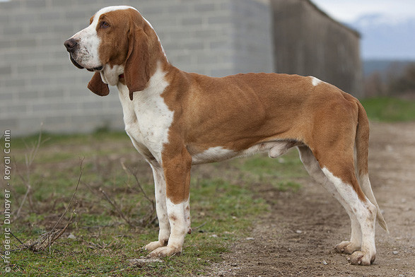 Описание породы собак алано эспаньол: характер, уход, предназначение