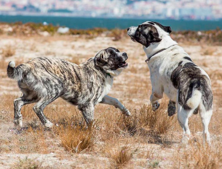 Малый португальский поденгу: описание, характеристика, фото | все о собаках