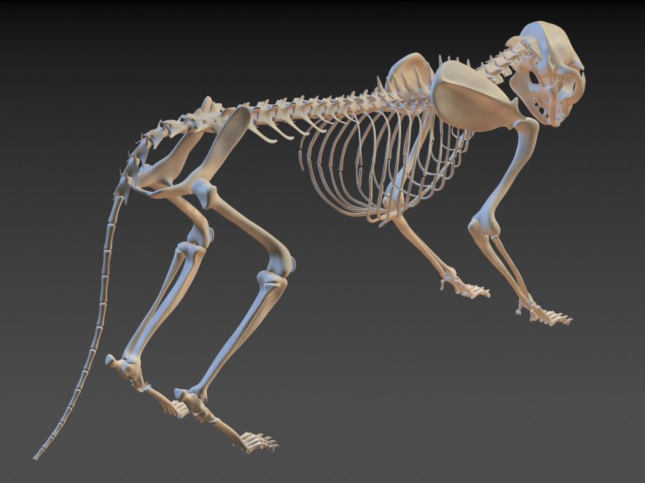 Скелет хвоста. Скелет кота. Строение кошки анатомия скелет. Хвост кота скелет. Костное строение кошки.