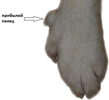 Сколько пальцев у собаки