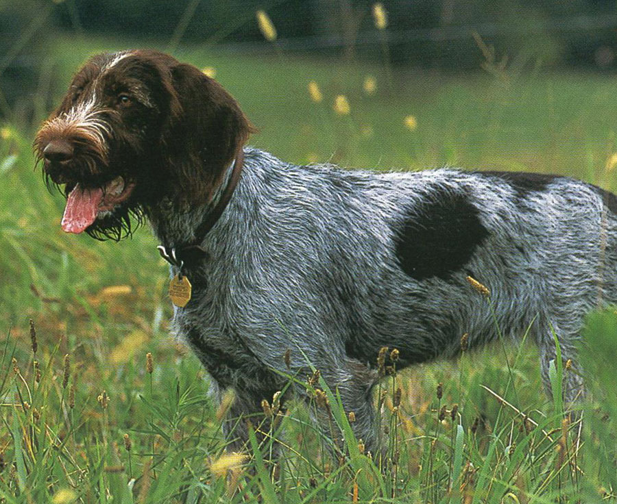 Породы охотничьих собак: названия и фотографии