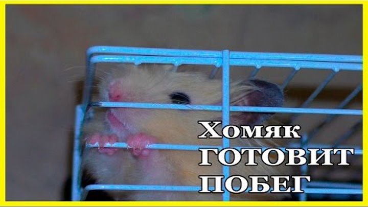 Потеряли хомяка дома как найти