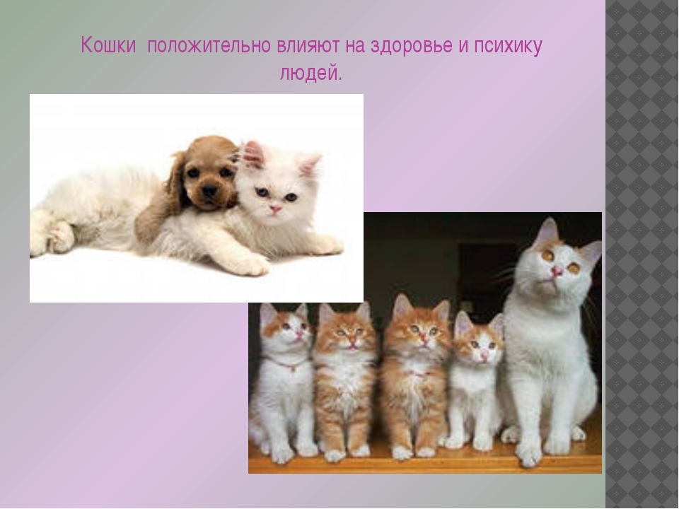 Как состояние желудочно-кишечного тракта влияет на состояние кожи | стимбифид плюс