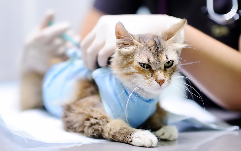 Эндоскопическая стерилизация: мнение ветеринарного врача ʕᵔᴥᵔʔ зоовита ветеринарные клиники в казани