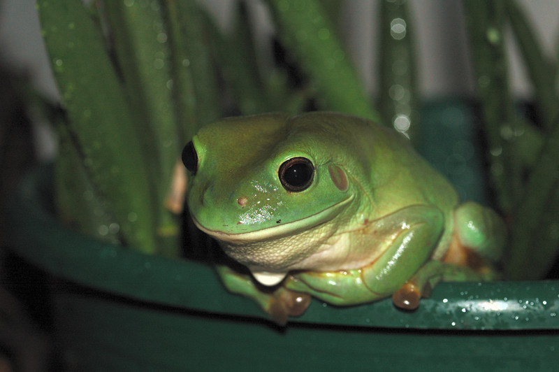Квакша (древесная лягушка) – описание, виды, где обитает, фото