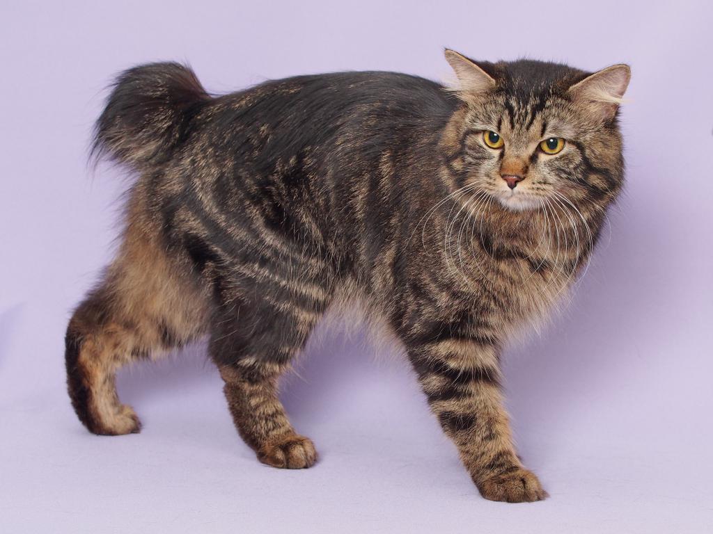 Карельский бобтейл: описание породы, фото кошки, стандарты, уход и питание