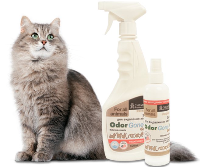 Как избавиться от запаха кошачьей мочи: советы и эффективные препараты