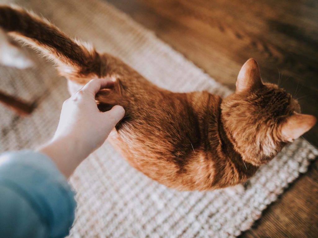 Как правильно наказывать кошку или кота?