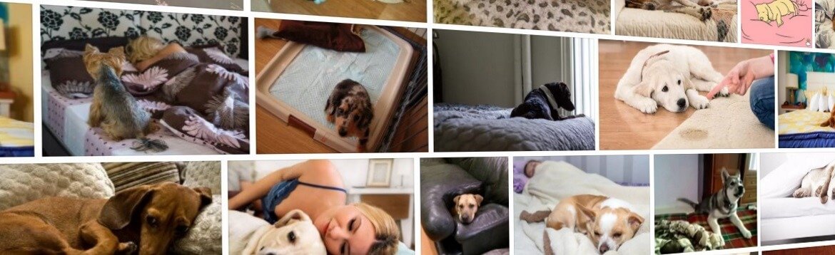 Как отучить собаку спать. Собаки скачут по кровати. Пес гадит на кровать. Собака нассала на кровать.