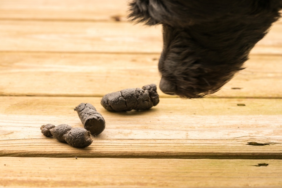 Почему собака ест свои какашки – причины и способы отучения