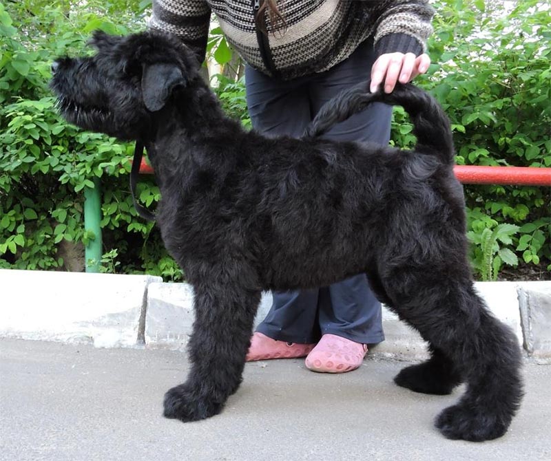 Русский черный терьер (собака сталина): фото и видео, цены, описание породы