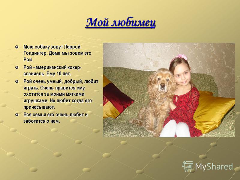 Русский кокер спаниель собака. описание, уход и цена русского кокер спаниеля
