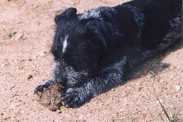 7 способов, как отучить собаку есть кал
