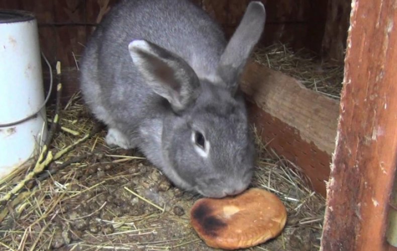 ✅ можно ли кормить кроликов сухарями. можно ли давать кроликам хлеб или сухари