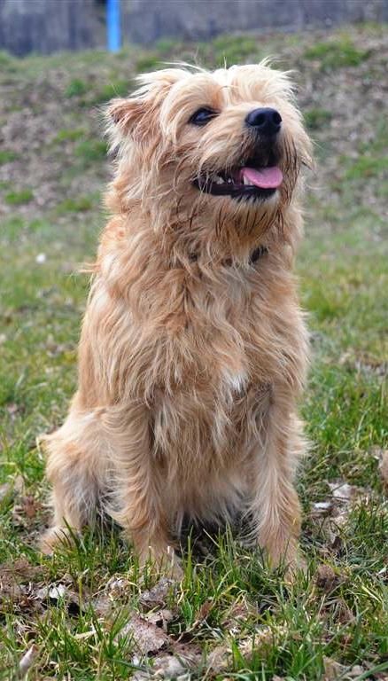 Голландский тульпхонд (маркизье): описание породы, характер, фото | все о собаках
