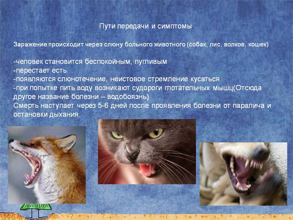 Токсоплазмоз кошек: причины, симптомы, опасность для беременныхветлечебница рос-вет