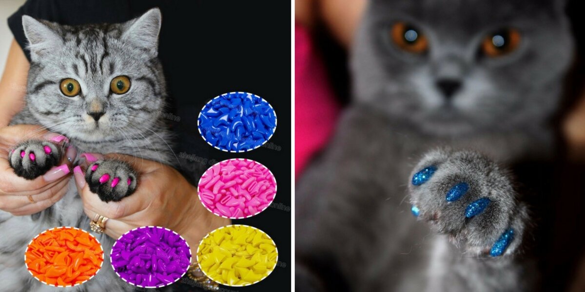 Накладки на когти для кошек - что это такое и для чего они нужны