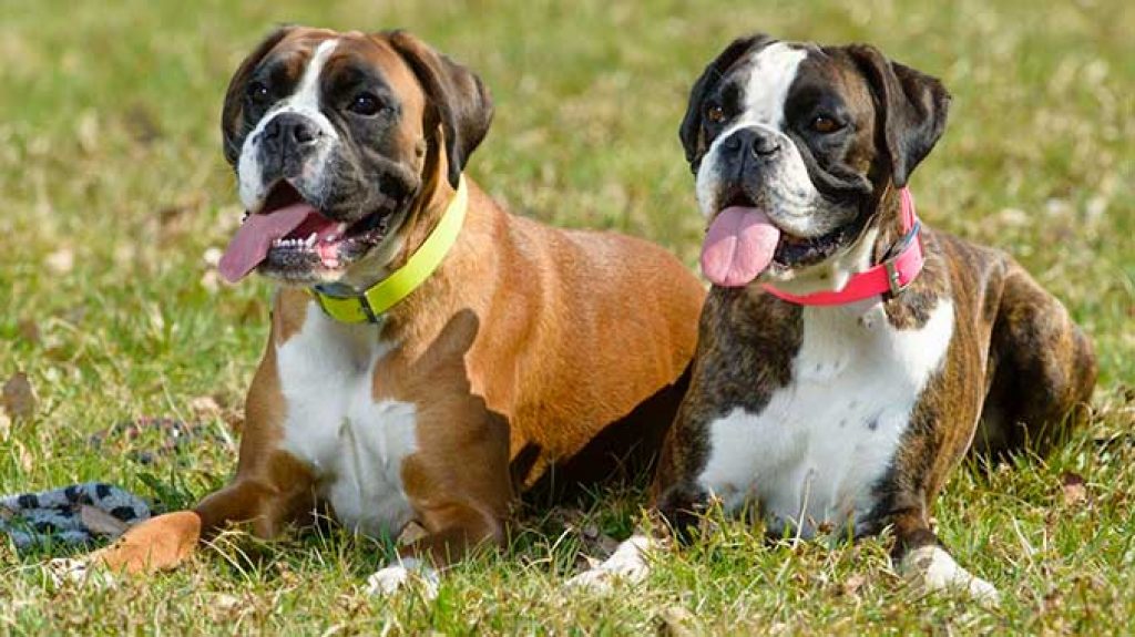 Немецкий боксер: лучшая порода собак, описание, характеристика, вес, как выглядит, щенки, стоимость
