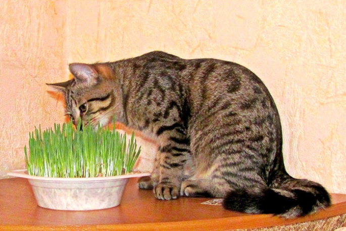 Какую траву едят кошки?