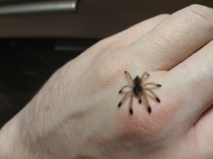 Как кусаются пауки: первая помощь в домашних условиях