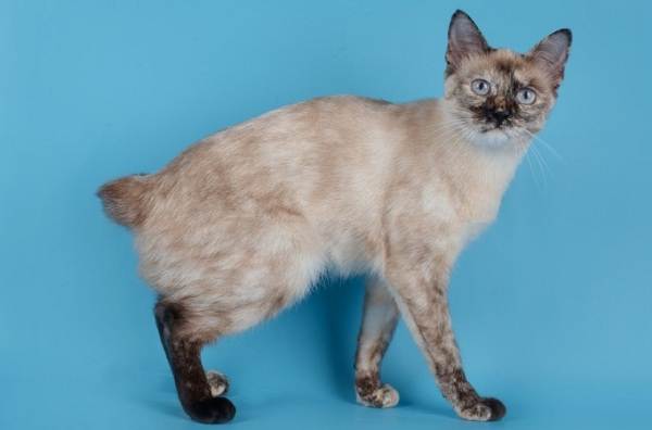 Кошка породы тайский бобтейл — что это за порода и ее основные особенности (110 фото)