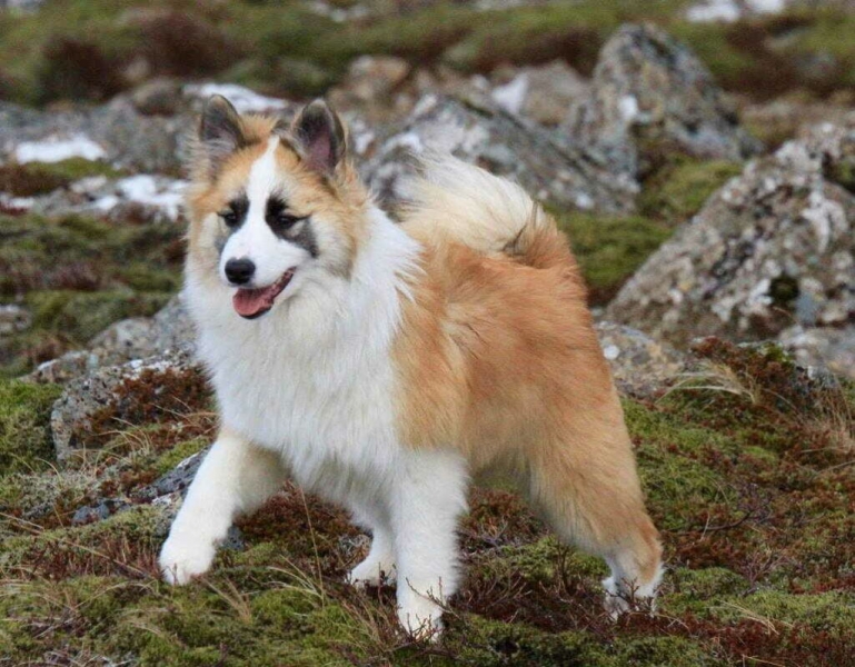 Исландская собака: подробное описание породы с фото и видео