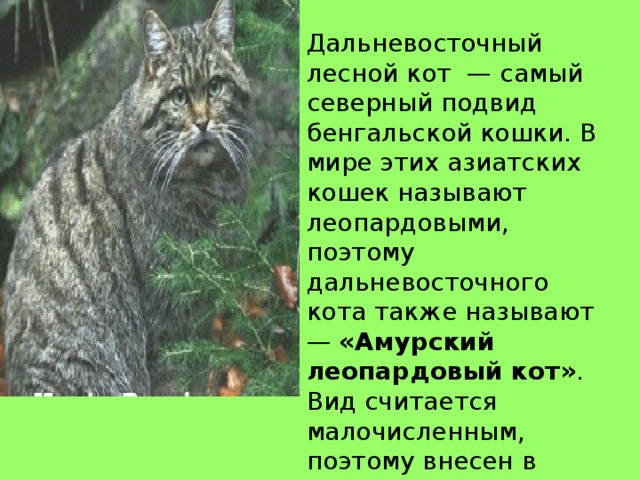 Лесные коты