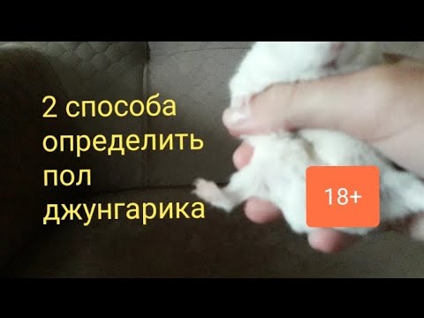 Как отличить джунгарика мальчика от девочки фото