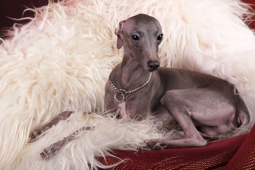 Левретка: описание породы, характер собаки и щенка, фото, цена