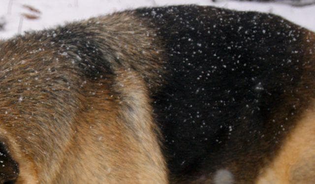 Почему у щенка немецкой овчарки появились седые волосы на спине