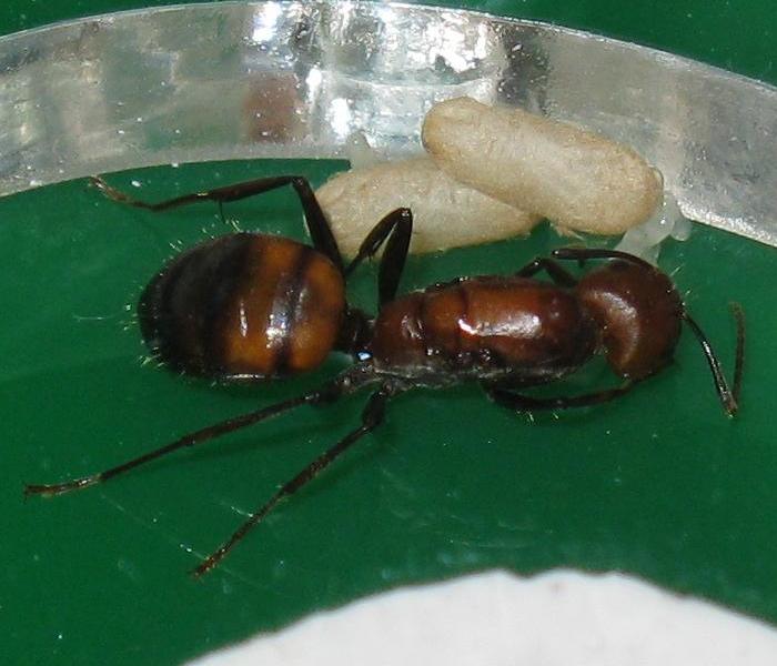 Биотоп для camponotus nicobarensis. новый земляной формикарий | клуб любителей муравьев