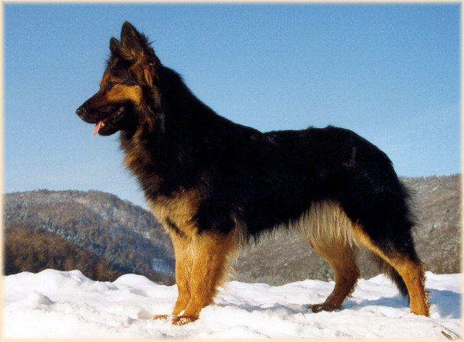Ходская собака (чешская пастушья собака, богемская овчарка)