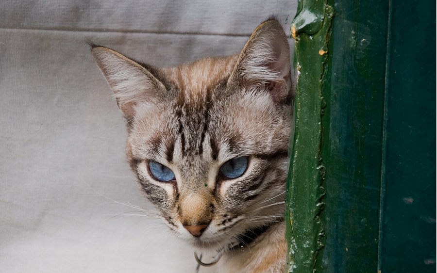 Охос азулес: история, описание породы кошек, фото, цена