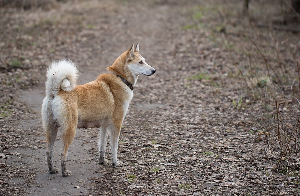 Западносибирская лайка: фото и характер собаки, уход, содержание