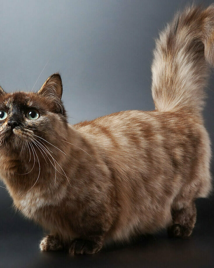 Кошки с короткими лапами | породы, фото коротколапых котов